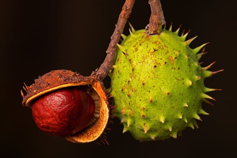 Assortment of fruits